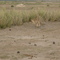 Kenya Tsavo West