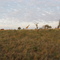 Kenya Tsavo West