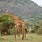 The giraffe eating locust trees - La girafe mangeant des acacias - Die Akazien essende Giraffe
