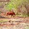 A wart hog in undergrowth (3) - Un phacochère dans les sous-bois