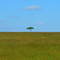 Lone Tree - Masai Mara