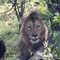 Lion in Mara