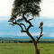 El árbol de los buitres (Masai Mara)