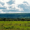 Masai Mara