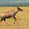 Topi on the run