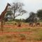 AFRICA SAVANA_Cebras y girafa_en Tsavo East National Park