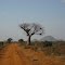 kenia , tsavo est, baobab