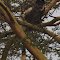 Colobus monkey
