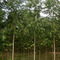 KOMAZA's Demonstration Tree Farm (planted April '06; photo July '08)