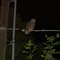 Screech Owl on Power Line