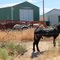 Mule farm in Oakley, ID