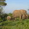 Tembo