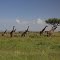 Masai Mara National Parc, Kenya