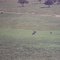 Departure  from Musiara airstrip seeing more elephants