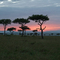 Sunrise on Masai Mara