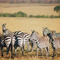 Zebras, Masai Mara, Kenya