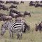 Masai Mara