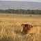 Löwe in der Masai Mara