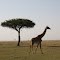 Masai Mara