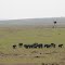 Masai Mara