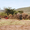 Masai Mara Masaai's village