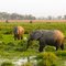 Elephants Bathe