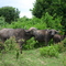 Buffalos