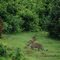 LEOPARDO EN ABERDARES