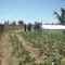 Water Harvesting for Drip irrigation in Laikipia County