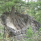 Pine Tree Grows Out of Rock