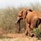 Kenia: Park Narodowy Tsavo
