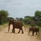 08 Kenia, Tsavo East, Voi - Aruba