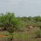 08 Kenia, Tsavo East, Voi-Aruba, Lion