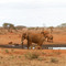 Ngutuni Lodge water hole, Tsavo East