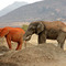 Black and red Elefants  [August / 2002]