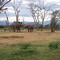 Elephants at Thari Camp - Tsavo East