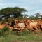 Kenya: Tsavo