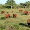 Elephants. Tsavo East National Park