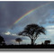 Rainbow - 198002LJW