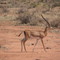 Kenya Tsavo Est - Antilope