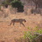Kenya Tsavo Est - Leonessa