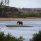Kenya Tsavo Est - Elefante