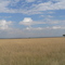 "Serengit" meaning "Endless Plains"
