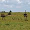 Avestruz hembra y macho con sus crias.  R.N. Masai Mara. Kenia.