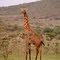 The giraffe in the bush - La girafe dans la brousse - Die Giraffe im Gestrüpp