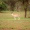 A gazelle in the clearing - Une gazelle dans la clairière - Eine Gazelle in der Lichtung
