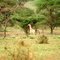 Mom Giraffe and his 2 babies - Maman Girafe et ses 2 bébés - Mutti Giraffe und ihre 2 Babys