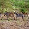A group of zebras - Un groupe de zèbres