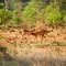 Gazelles in undergrowth - Des gazelles dans les sous-bois