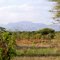 African landscpa savanna - Paysage africain la savane